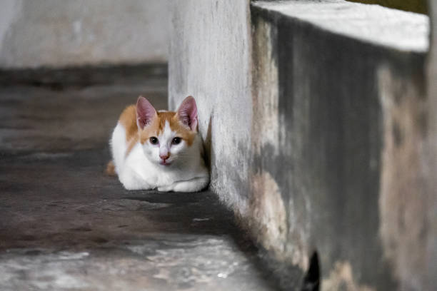 Cat sitting outside of corridor looking at camera