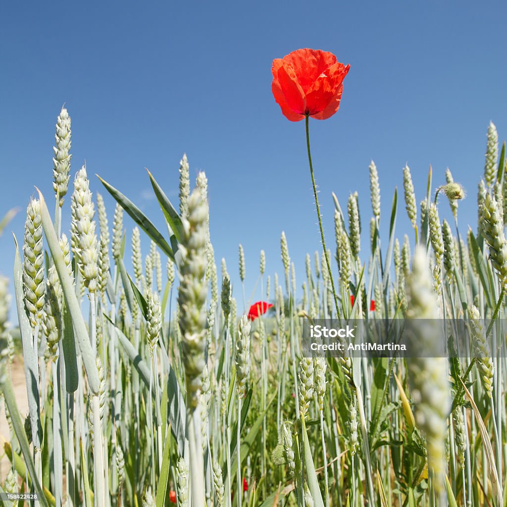 Papoila em um campo de Trigo - Royalty-free Agricultura Foto de stock