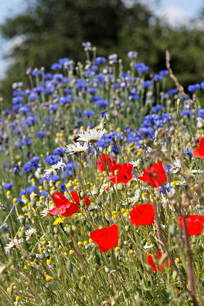 lato łąka - flower blumenwiese meadow flower head zdjęcia i obrazy z banku zdjęć