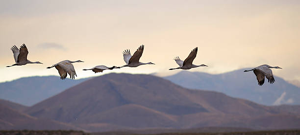 Flying cranes Sandhill cranes were flying at dusk in Bosque del Apache national wildlife refuge, New Mexico USA. eurasian crane stock pictures, royalty-free photos & images