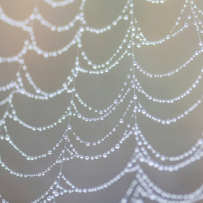 A close-up of raindrops caught up on the threads of a spider web.