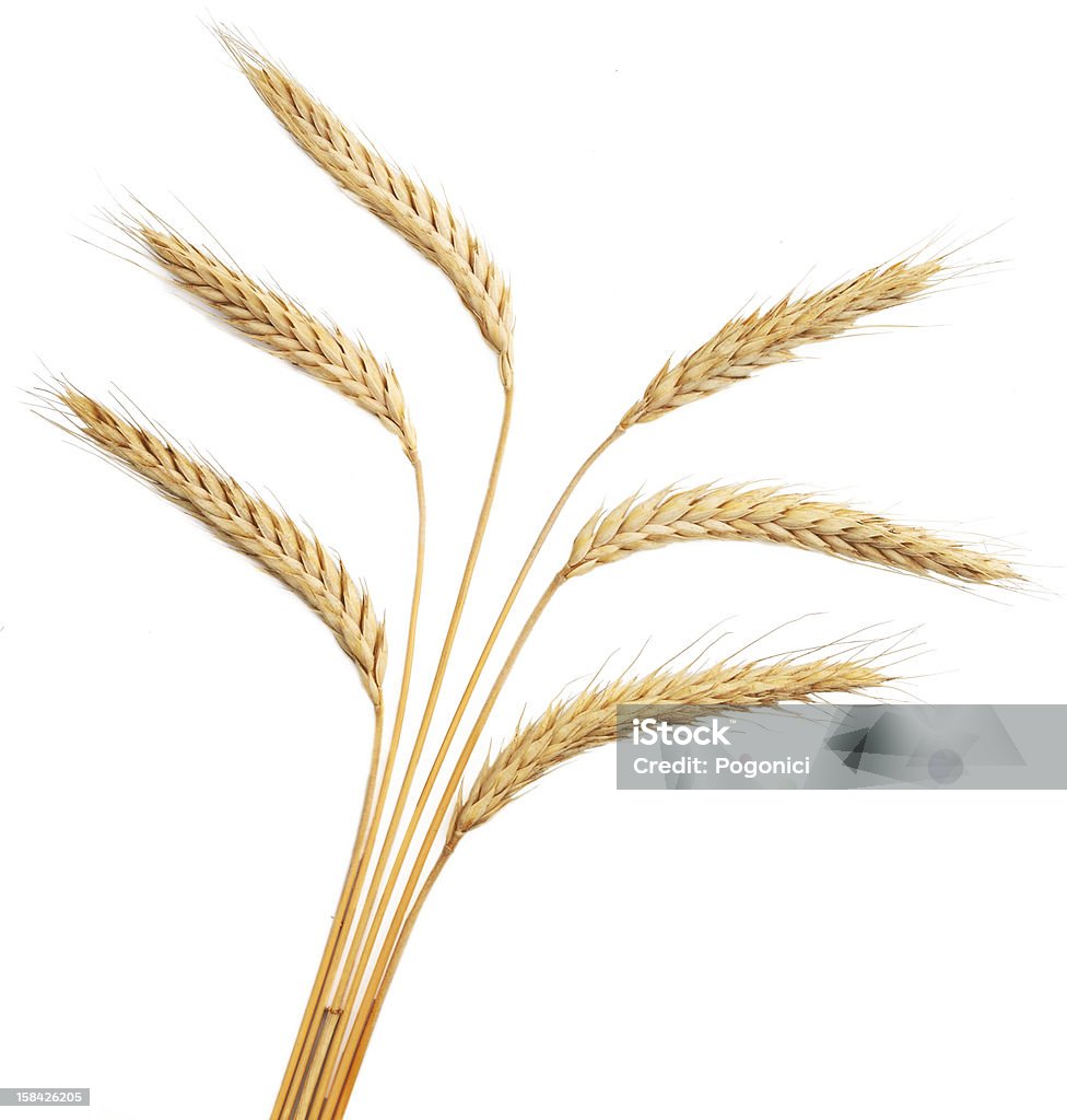 Orecchie di grano isolato su sfondo bianco - Foto stock royalty-free di Fascio