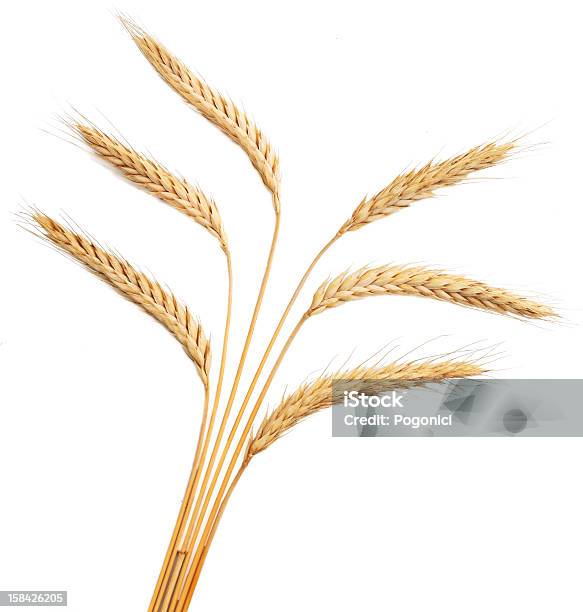 Orecchie Di Grano Isolato Su Sfondo Bianco - Fotografie stock e altre immagini di Fascio - Fascio, Scontornabile, Agricoltura