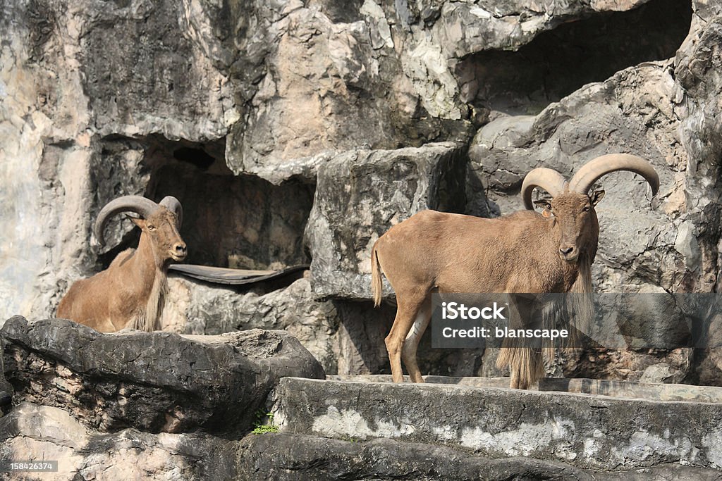 West caucásicos, tur cabra en la falsa hill - Foto de stock de Aire libre libre de derechos