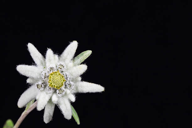 Edelweiss stock photo