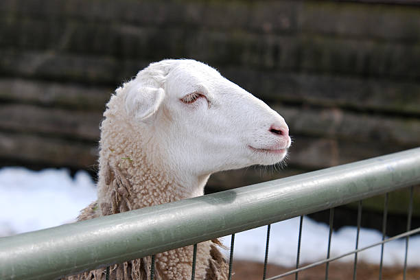 ovelha olhar sobre uma vedação - sheep fence zoo enclosure imagens e fotografias de stock