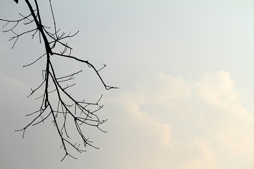 tree branch with sky background