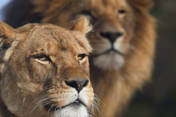 istock Lioness and male lion 1584289958