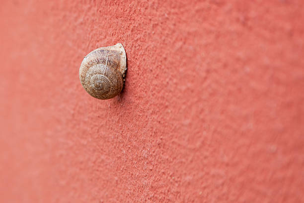 Snail on the wall stock photo