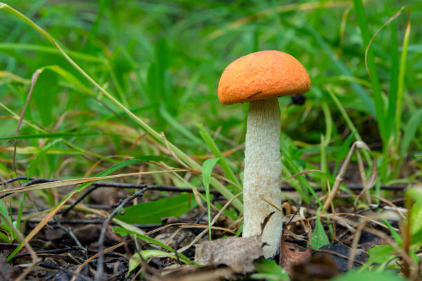 istock Leccinum aurantiacum growing in forest 1584294673