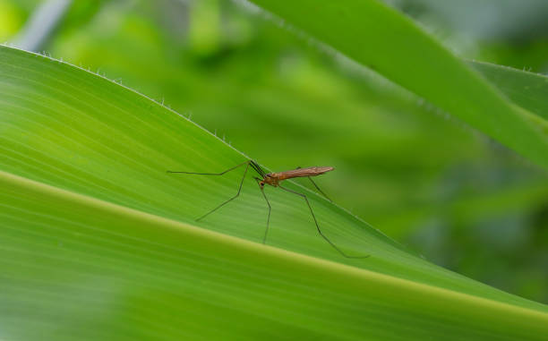 istock Close-up image of a mosquito sitting on a green leaf. mosquito sits on grass 1584295188
