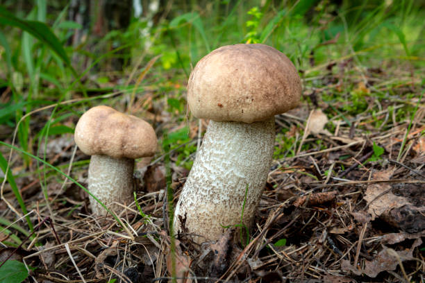 istock Leccinum aurantiacum growing in forest 1584295233