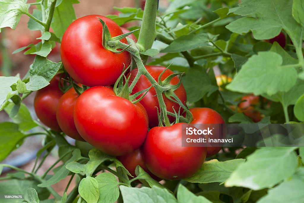 Growth tomatoes Close up shot of ripe tomatoes ready to pick in a greenhouse. Tomato Stock Photo