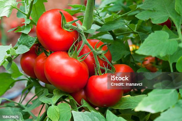Growth Tomatoes Stock Photo - Download Image Now - Tomato, Cultivated, Growth