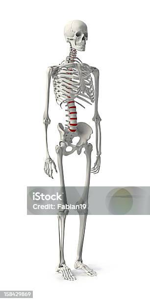 Skeleton Foto de stock y más banco de imágenes de Asistencia sanitaria y medicina - Asistencia sanitaria y medicina, Blanco - Color, Columna vertebral humana