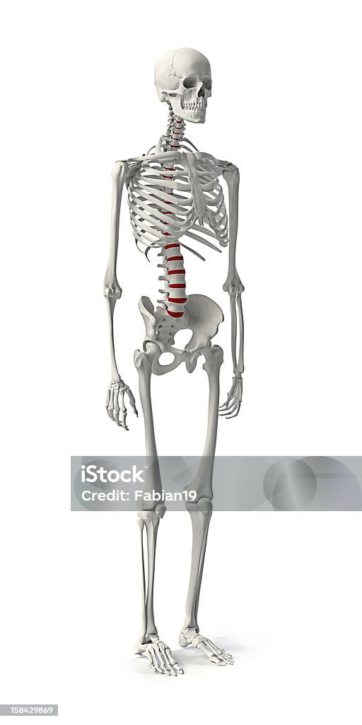 Skeleton - Foto de stock de Branco royalty-free