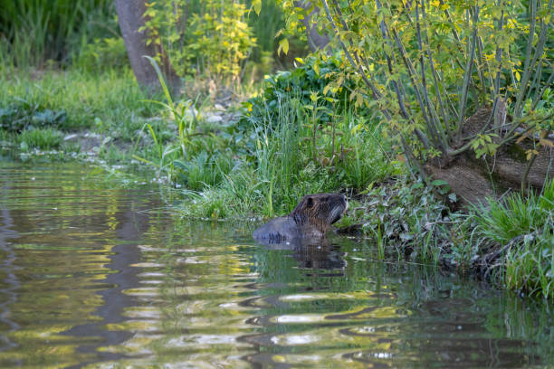 nutria myocastor coypus foto de stock - nutria rodent beaver water - fotografias e filmes do acervo