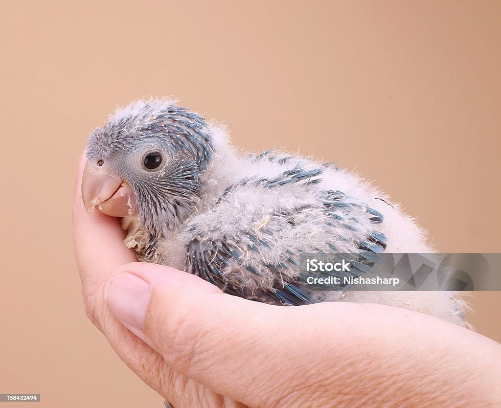 Quaker blu pappagallo chick - Foto stock royalty-free di Ala di animale