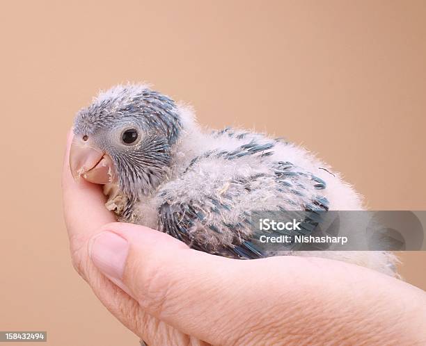 Quaker Blu Pappagallo Chick - Fotografie stock e altre immagini di Ala di animale - Ala di animale, Animale, Animale appena nato