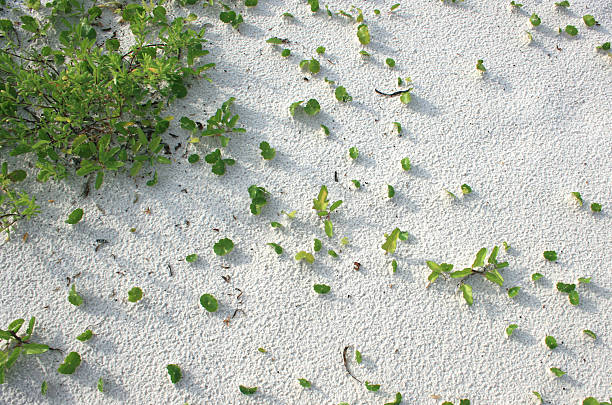 Green Grass and White Sand stock photo