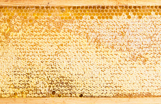 istock frame with honeycomb full of honey 158432928