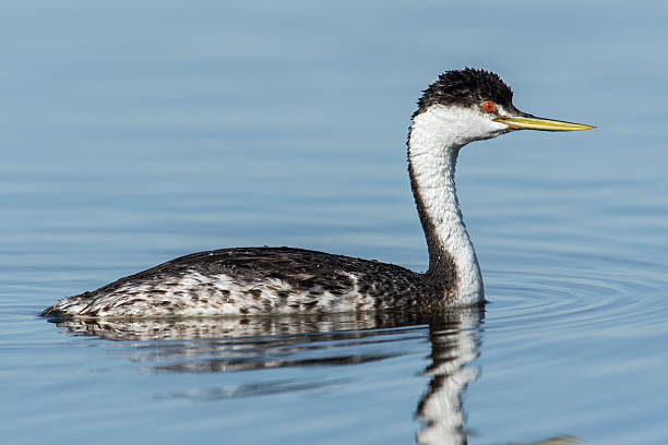 istock Western Grebe in Calm Water 158434496