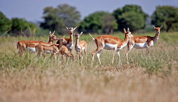 herde von weiblichen antelope - hirschziegenantilope stock-fotos und bilder