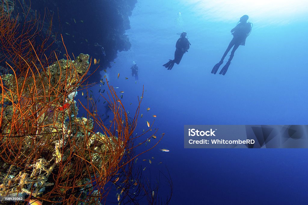 Silhouette of SCUBA Divers with a whip coral foreground Outline of SCUBA divers on a deep reef wall with a whip coral in the foreground Underwater Diving Stock Photo