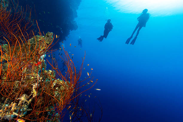 Silhouette of SCUBA Divers with a whip coral foreground Outline of SCUBA divers on a deep reef wall with a whip coral in the foreground dahab photos stock pictures, royalty-free photos & images