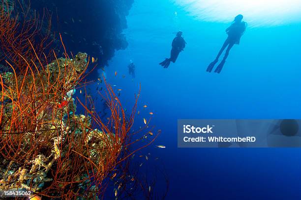 Silhouette Of Scuba Divers With A Whip Coral Foreground Stock Photo - Download Image Now