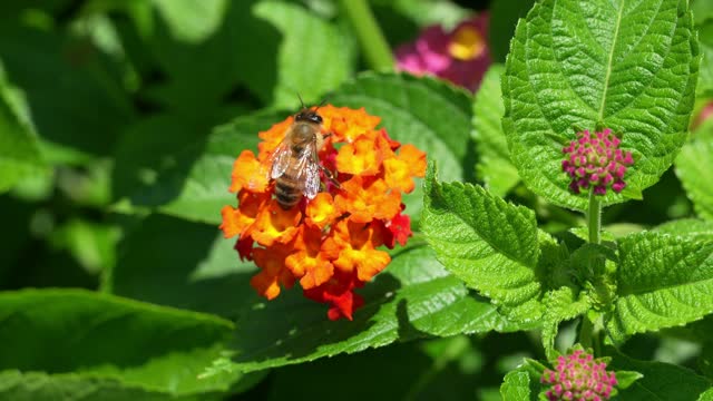 A bee collecting nectar from a lantana flower