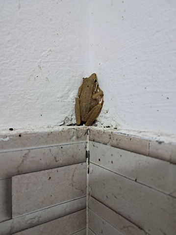 The small brown frog is in the corner of the wall