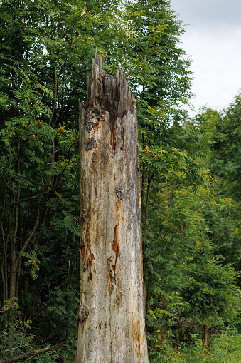 Large cut pine tree trunk in nature