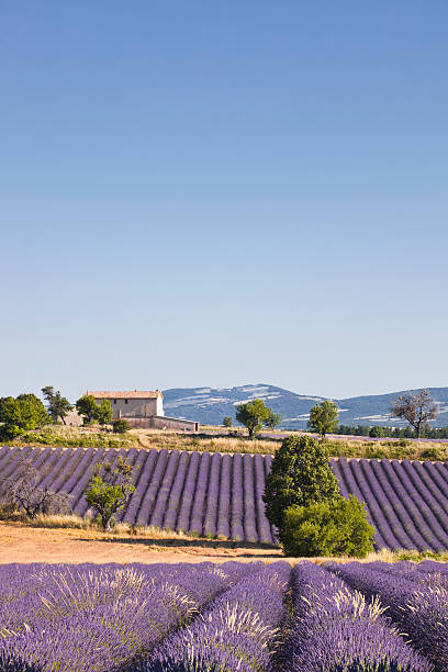 istock Lavender field and house 158437853
