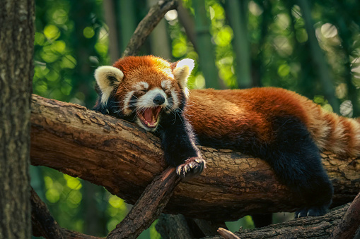 A red panda perched atop a tree branch. The animal is lying down, with its head resting on the branch and its legs dangling off the side.