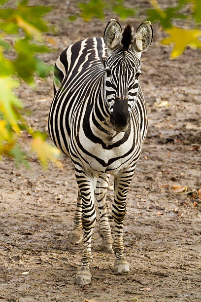 Portret zebra – zdjęcie