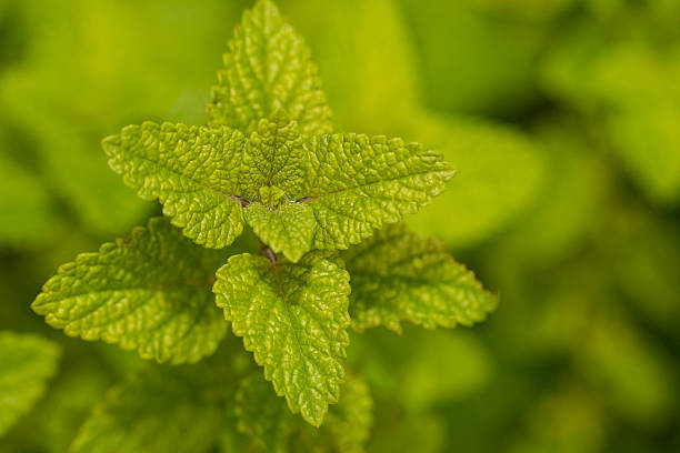 Fresh Mint stock photo