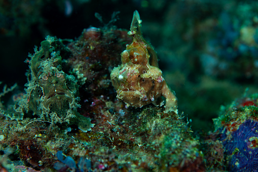Two Frogfish sat on coral reef looking at camera