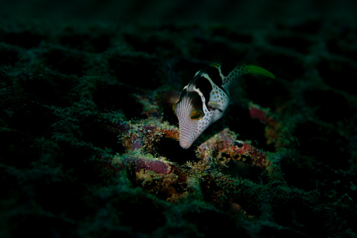 A Valentin sharpnose puffer feeding on artificial reef