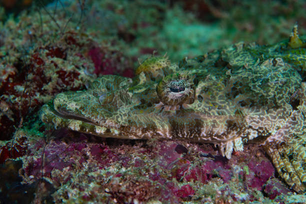 Closeup of a colourful crocodilefish set on red coral reef