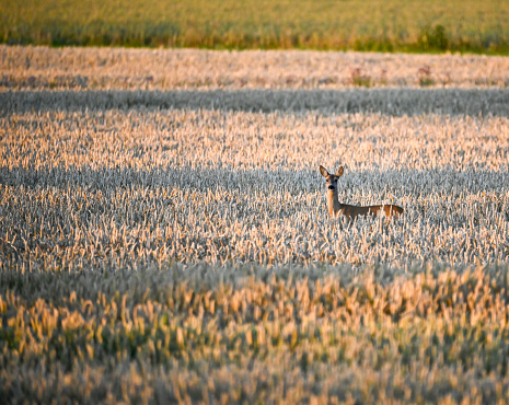 Roe deer in corn field in evening light Kumla Sweden july 26 2023