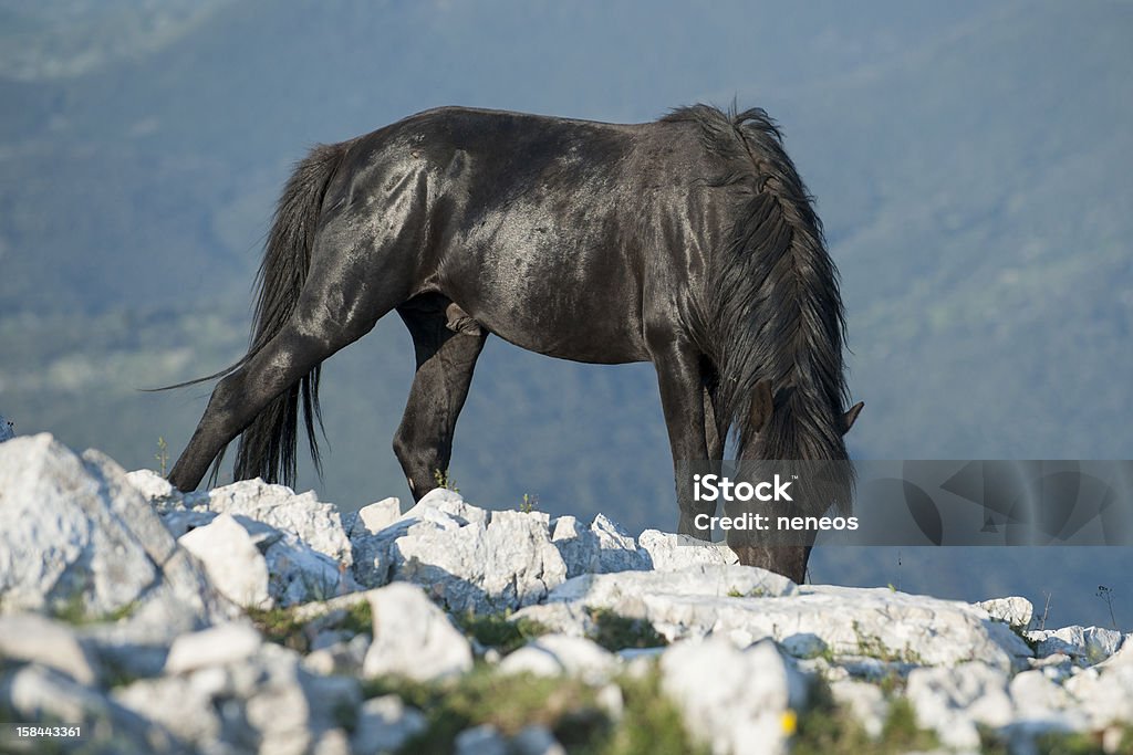 Wild Stallion Pony D'Esperia horse from Italy Animal Stock Photo