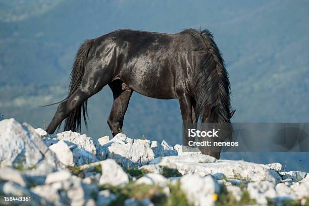 Wild Stallion Stock Photo - Download Image Now - Animal, Black Color, Day