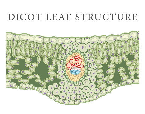 The waxy cuticle forms a protective layer over both the upper and lower epidermis. Column-shaped cells form a layer below the upper epidermis. Palisade mesophyll cells contain chloroplasts, which assist with photosynthesis. Below the palisade mesophyll cells are the spongy mesophyll cells. These cells are loosely packed and covered in a thin layer of water. There are large intercellular air spaces between the spongy mesophyll cells. The center of the leaf has a large vascular bundle.