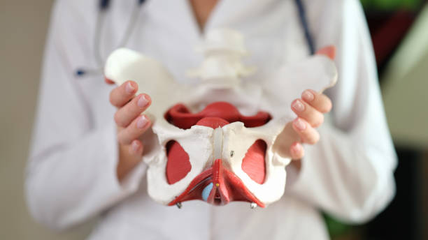 The doctor holds a model of the human pelvis The doctor holds an anatomical model of the human pelvis, close-up. Joint replacement, surgery pelvis stock pictures, royalty-free photos & images