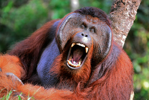 Samson male.  Pongo pygmaeus wurmbii - southwest populations. The orangutans are the only exclusively Asian living genus of great ape.