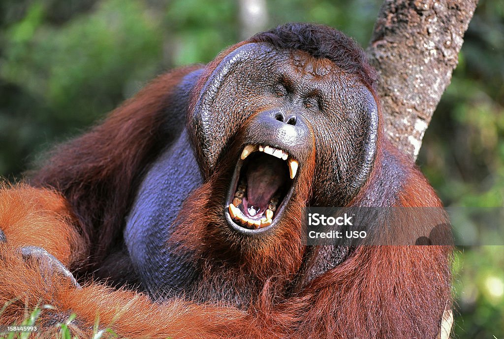 Yawning Orangutan. Samson male.  Pongo pygmaeus wurmbii - southwest populations. The orangutans are the only exclusively Asian living genus of great ape. Orangutan Stock Photo