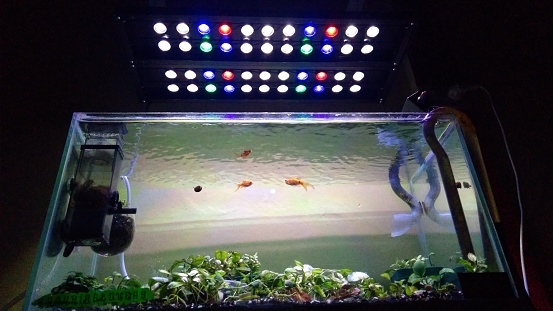 Aquascape with special lights for photosynthesis of aquatic plants