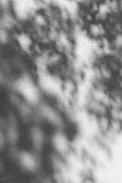 istock shadow of leaves on a light wall 1584473659
