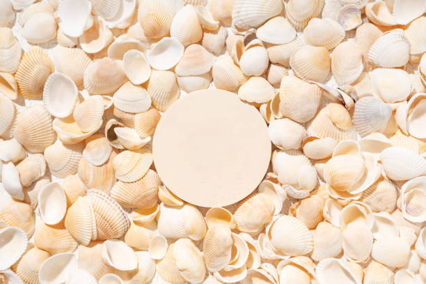 istock Summer cosmetics product presentation scene made with round podium on seashells background. 1584476166